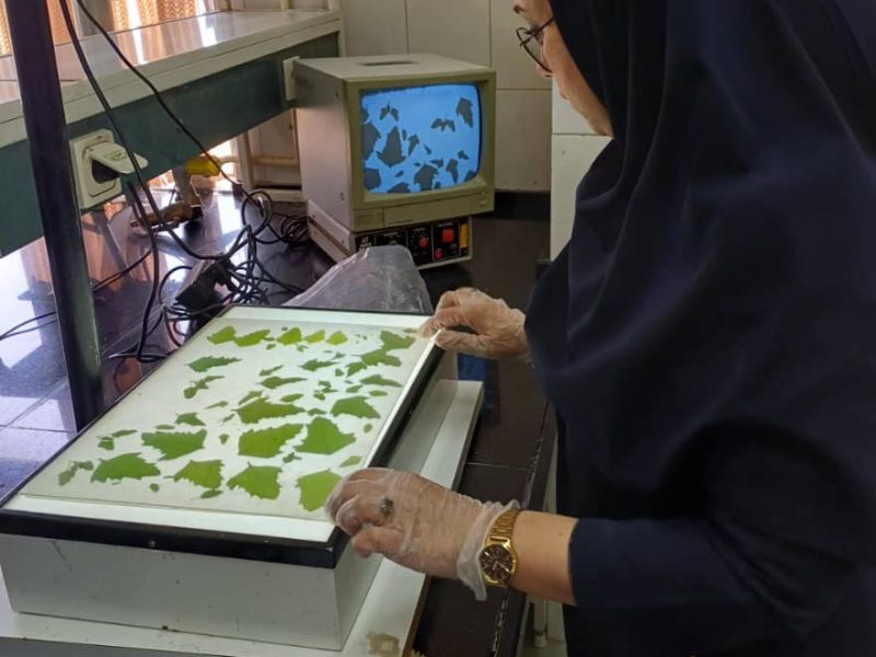 «نگاهی به چالشهای امنیت غذایی در ایران»