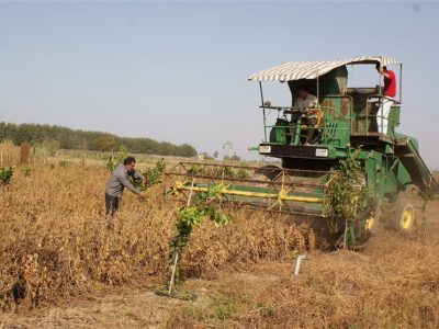 آغاز خرید تضمینی سویا در گلستان با نرخ ۴۳ هزار تومان