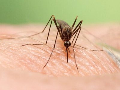 ابداع روش چاپ سه بعدی ظریف با استفاده از بدن پشه‌ها!