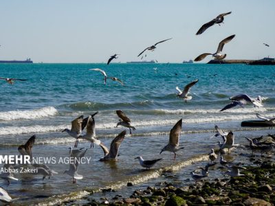 توسعه یک محصول برای حل معضل محیط‌زیستی و اقتصادی در خلیج فارس