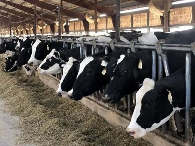 فتح بازار مگافارم‌های ایران توسط یک شرکت دانش بنیان