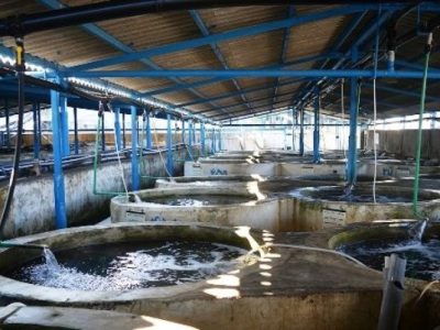 افزایش ۲ برابری تولید آبزیان در ایران با فناوری نانوحباب