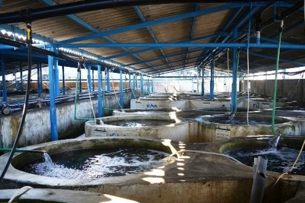 افزایش ۲ برابری تولید آبزیان در ایران با فناوری نانوحباب