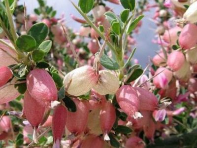 بررسی خاصیت آنتی‌اکسیدانی گیاه انزروت