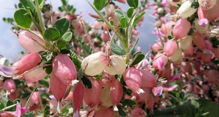 بررسی خاصیت آنتی‌اکسیدانی گیاه انزروت
